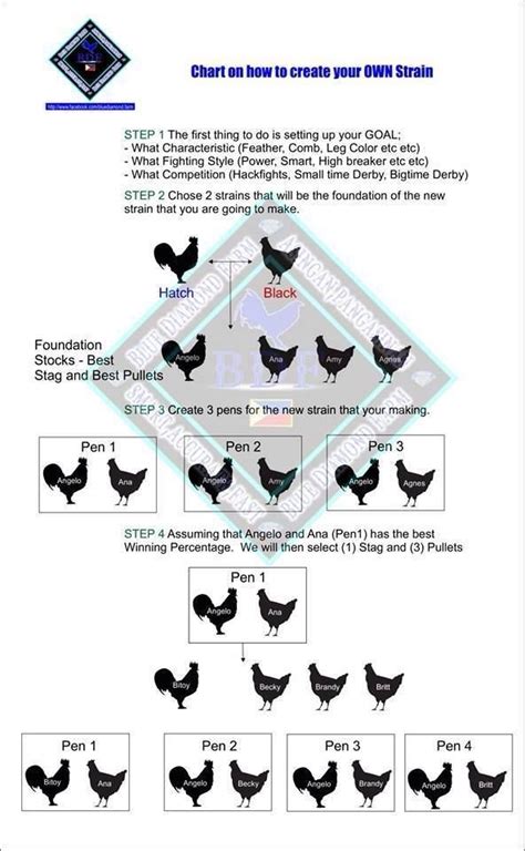 sbr gamefowl|Everything You Need to Know About Crossbreeding .